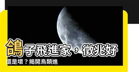 鴿子飛進家裡代表什麼|【鴿子飛來家裡代表什麼】鴿子飛來家裡代表什麼？驚天大。